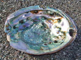 Let’s go fishin’: Abalone seasons opens with new regulations