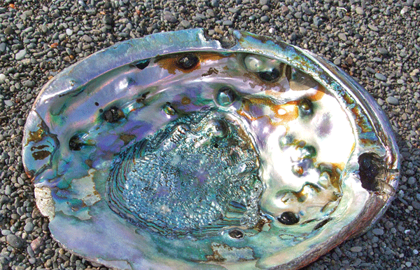 Let’s go fishin’: Abalone seasons opens with new regulations