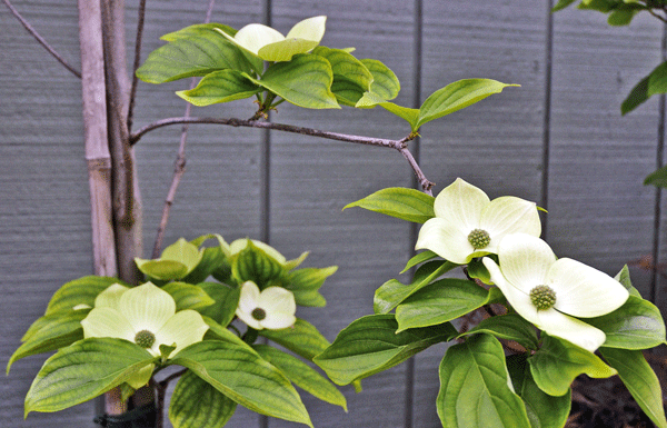 The Mountain Gardener: Late spring is the dogwood tree’s time to shine