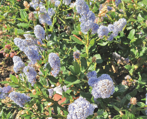 The Mountain Gardener: Beautiful plants don’t always need much water