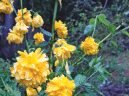 The Mountain Gardener: Perennial gardens keep a yard vibrant all year long