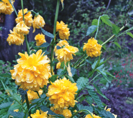 The Mountain Gardener: Perennial gardens keep a yard vibrant all year long