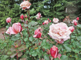 The Mountain Gardener: Rose expert shares secrets