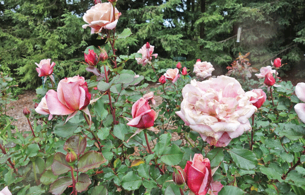 The Mountain Gardener: Rose expert shares secrets