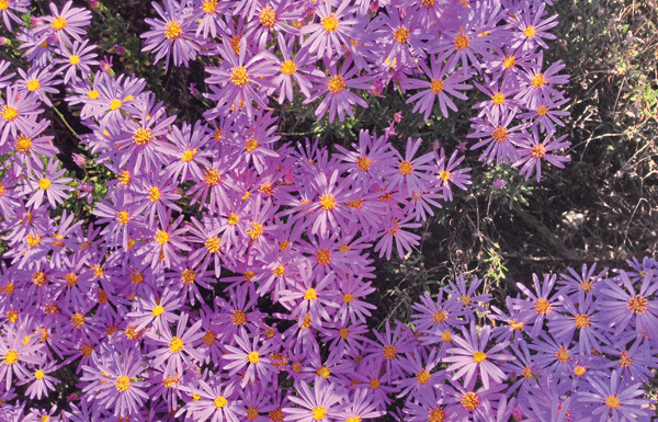 The Mountain Gardener: Reconnecting with agricultural roots