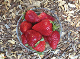 The Mountain Gardener: Summer fruit season is a delight at the Farmer’s Market
