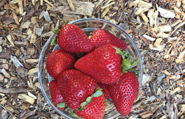 The Mountain Gardener: Summer fruit season is a delight at the Farmer’s Market