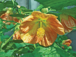 The Mountain Gardener: Create a garden that suits your circle of life