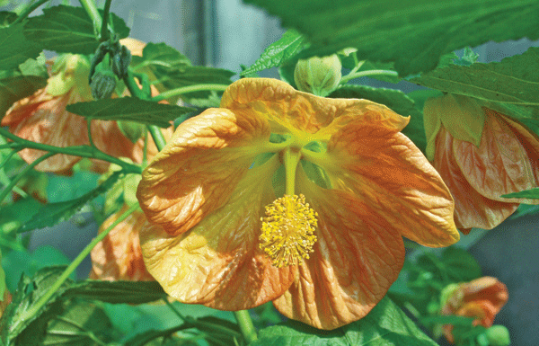 The Mountain Gardener: Create a garden that suits your circle of life