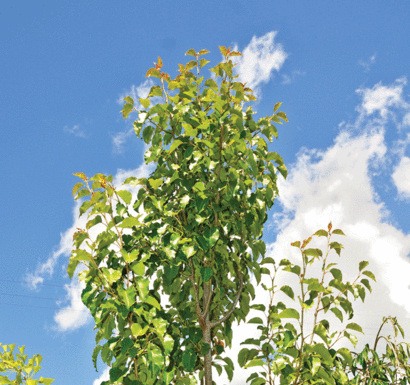 Home & Garden: Energy-efficient homes can keep you cool, save you money