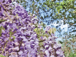 The Mountain Gardener: Grow for table and garden, even in the shade