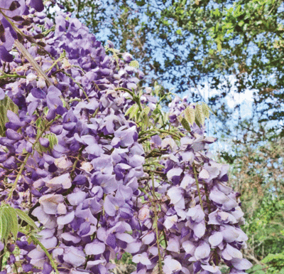 The Mountain Gardener: Grow for table and garden, even in the shade