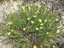 The Mountain Gardener: A day filled with beauty and knowledge
