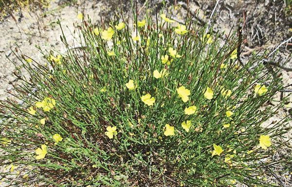 The Mountain Gardener: A day filled with beauty and knowledge