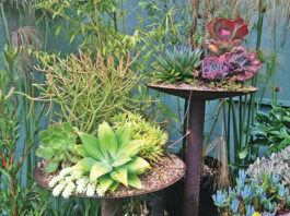 Mountain Gardener: A Beautiful Garden Doesn’t Need A Lot Of Water