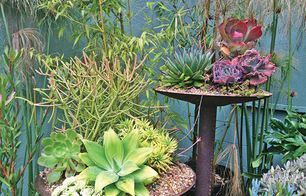 Mountain Gardener: A Beautiful Garden Doesn’t Need A Lot Of Water