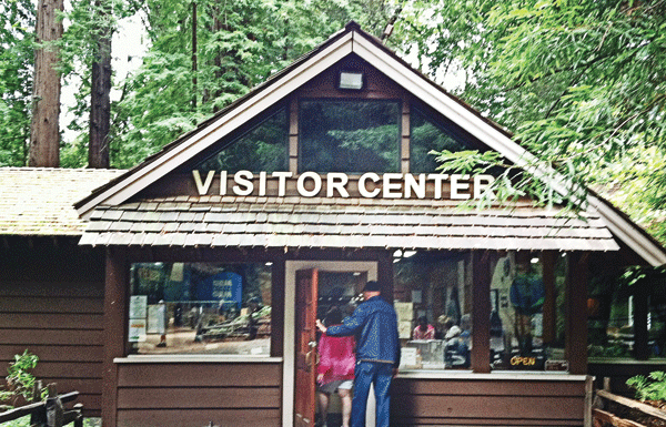 Mountain lion pelt stolen from Henry Cowell