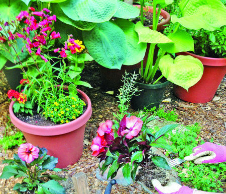 The Mountain Gardener: The perfect tools make for easier planting