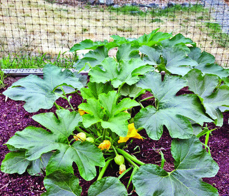 The Mountain Gardener: Challenges of organic gardening in the Pacific Northwest — Part I