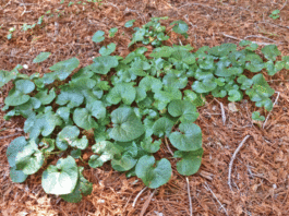 The Mountain Gardener: Different plants for different gardens and personalities