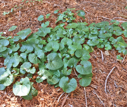 The Mountain Gardener: Different plants for different gardens and personalities