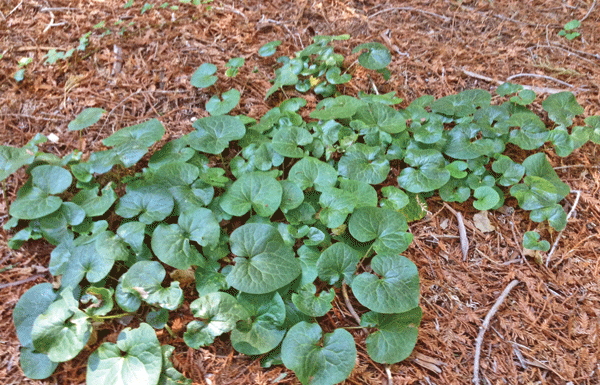 The Mountain Gardener: Different plants for different gardens and personalities