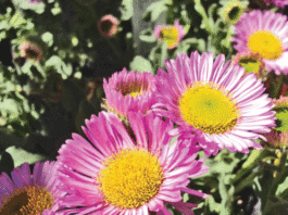 The Mountain Gardener: Replacing ground cover with drought-tolerant plants
