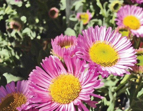 The Mountain Gardener: Replacing ground cover with drought-tolerant plants