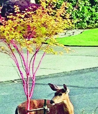The Mountain Gardener: Stories from a Pacific Northwest Garden – Part II
