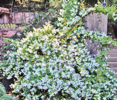 The Mountain Gardener: Living fences make good neighbors