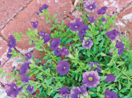 The Mountain Gardener: Notes from the Garden