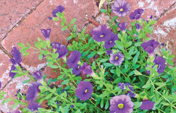 The Mountain Gardener: Notes from the Garden