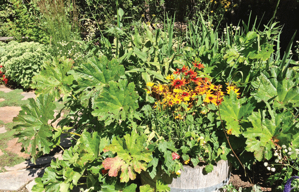 The Mountain Gardener: Traveling with the Mountain Gardener