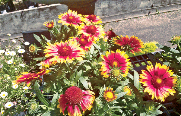 The Mountain Gardener: Treats and tips for the September garden
