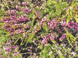 The Mountain Gardener: How to create atmosphere in the garden