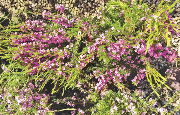 The Mountain Gardener: How to create atmosphere in the garden
