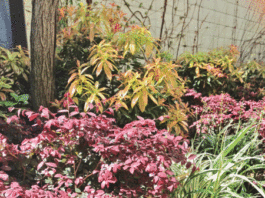 The Mountain Gardener: The Mountain Gardener’s favorite plant combinations