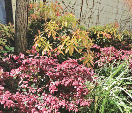 The Mountain Gardener: The Mountain Gardener’s favorite plant combinations