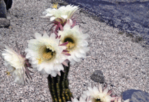 The Mountain Gardener: A world of cacti in San Lorenzo Valley