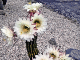 The Mountain Gardener: A world of cacti in San Lorenzo Valley