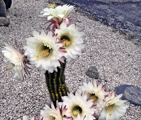 The Mountain Gardener: A world of cacti in San Lorenzo Valley