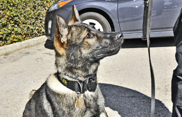 Popular new K9 unit hits the streets of Scotts Valley