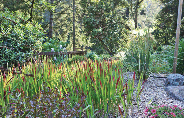 The Mountain Gardener: Ornamental grasses take center stage in the fall