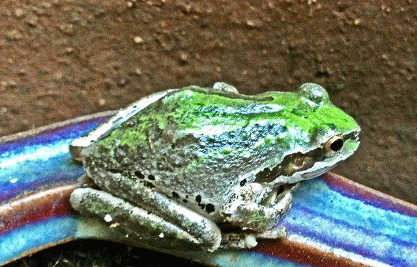 The Mountain Gardener: Gardening for frogs