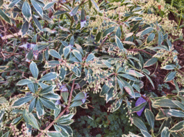 The Mountain Gardener: Outdoor flowering plants that hold up in winter weather