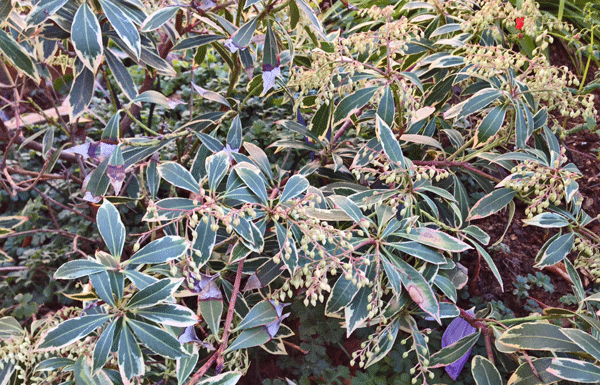 The Mountain Gardener: Outdoor flowering plants that hold up in winter weather