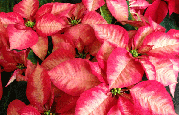 The Mountain Gardener: Holiday plants in a home with pets and small children