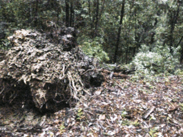 Winter storm strikes communities in Santa Cruz Mountains