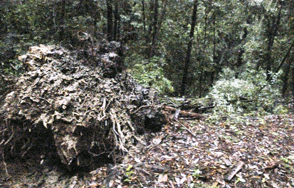 Winter storm strikes communities in Santa Cruz Mountains
