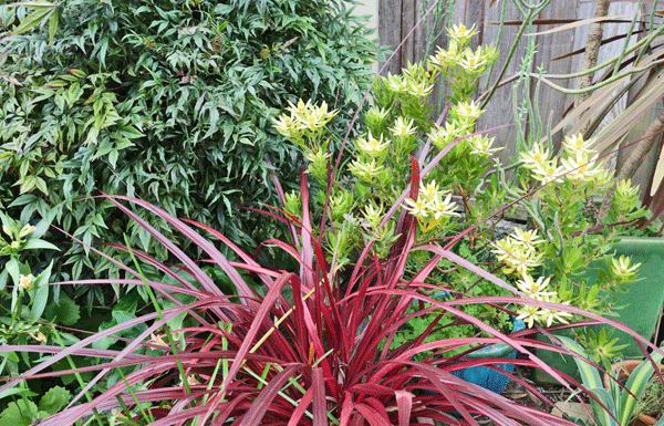 The Mountain Gardener: What landscape designers grow in their own gardens